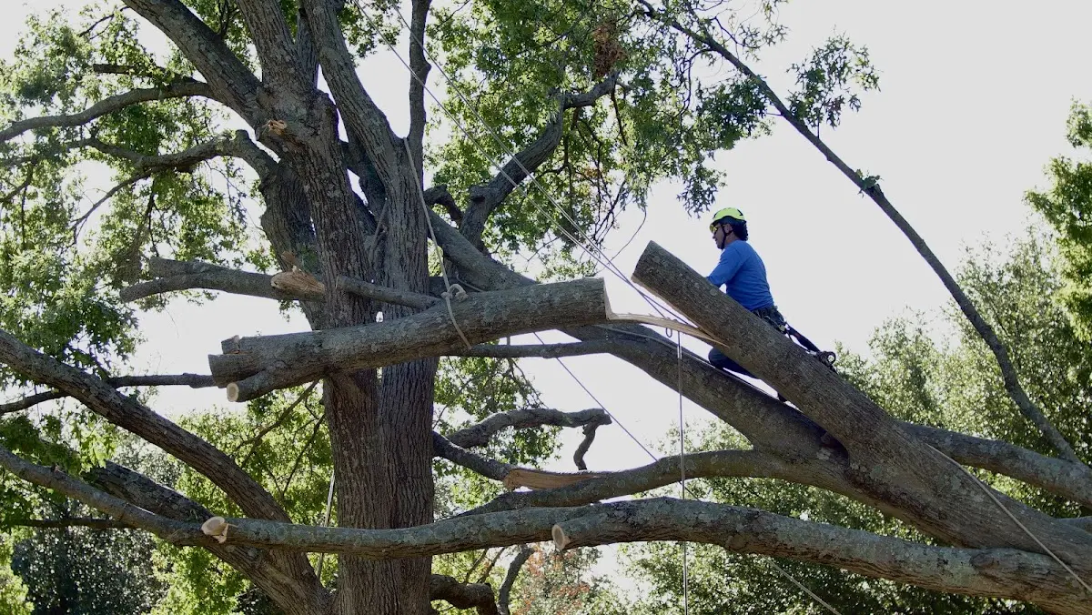Professional Crown Thinning performed by certified arborists in Wilmar